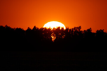 Sunset over a dark shoreline, silhouetted trees framing the fiery orange orb.  Tranquil, vibrant colors.