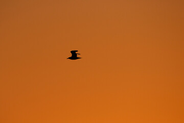 Silhouetted seagull in flight against a gradient orange-sunset sky.  Bird's mid-air posture.