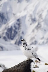 山岳地帯に住む鳥　ライチョウ（Rock ptarmigan）