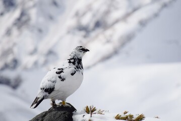 山岳地帯に住む鳥　ライチョウ（Rock ptarmigan）