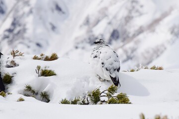 山岳地帯に住む鳥　ライチョウ（Rock ptarmigan）