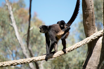 the black handed spider monkey has her son on his back