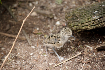 the black winged stilt chick  is looking for its mother