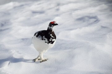 山岳地帯に住む鳥　ライチョウ（Rock ptarmigan）