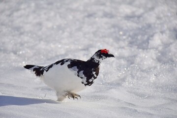 山岳地帯に住む鳥　ライチョウ（Rock ptarmigan）