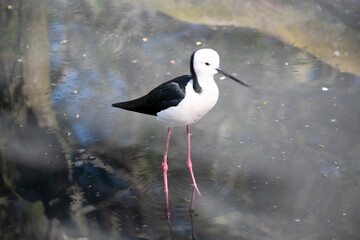 the black winged stilt is wading in water looking for food