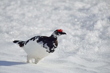 山岳地帯に住む鳥　ライチョウ（Rock ptarmigan）