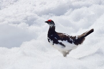 山岳地帯に住む鳥　ライチョウ（Rock ptarmigan）