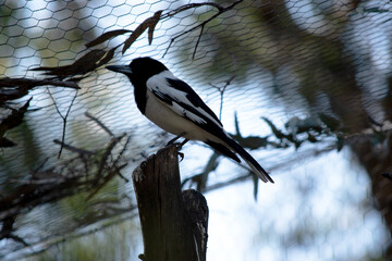The Pied Butcherbird is a medium-sized black and white bird. It has a full black hood, dark brown eye and long, hooked, grey and black bill.