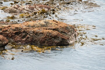 Algae Drifting on Coastal Rocks, Marine Life and Seaside Scene