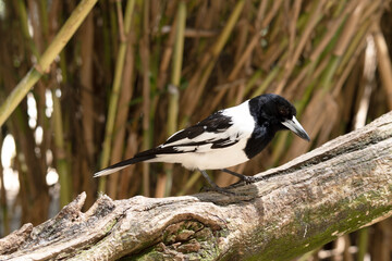 this is a side view of a pied butcher bird