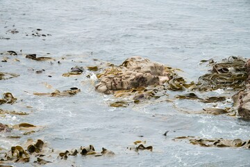 Obraz premium Algae Drifting on Coastal Rocks, Marine Life and Seaside Scene