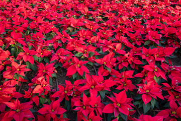 Photo of a large bunch of Christmas Poinsettia Flowers in the sunshine during the festive season showing the traditional Christmas plant in the sunshine