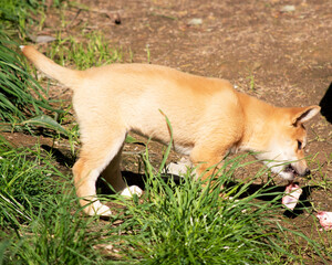 Dingos usually have a ginger coat and most have white markings on their feet, tail tip and chest.