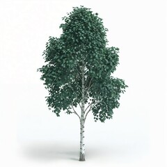 Obraz premium Elegantly rendered solitary birch tree featuring distinctive white bark with black markings, complete with lush dark green foliage crown, digitally illustrated in photorealistic detail