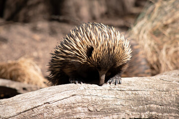 The short nosed echidna has strong-clawed feet and spines on the upper part of a brownish body.