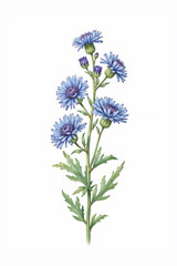 Obraz premium A soft, elegant illustration of a bellflower stalk, with several delicate, bell-shaped blooms in shades of light purple, on a white background. 