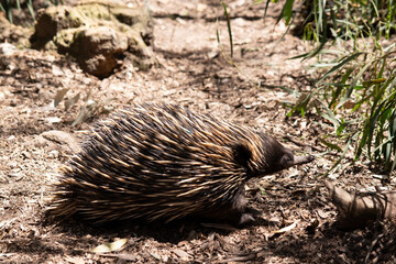 the short nosed has strong-clawed feet and spines on the upper part of a brownish body.