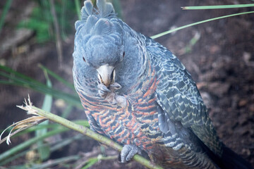 The male gang-gang parrot has a small, stocky cockatoo with a wispy grey crest, large, broad wings...