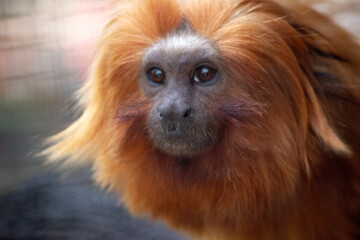 this is a close up of a golden lion tamarin