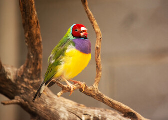 the gouldian finch is a colorful bird