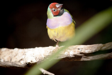 the gouldian finch is perched on a branch