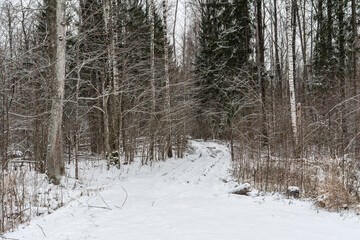 A snowy path through a forest. The trees are bare and covered in snow. The path is winding and leads into the distance. The light is soft and diffused, creating a tranquil atmosphere.