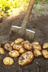 Bunch of organic potato harvest close-up. Freshly harvested yellow dirty potatoes with shovel on...