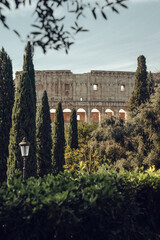 Colosseum Coliseum Rome, Italy Through Cyprus Trees Flavian Amphitheatre