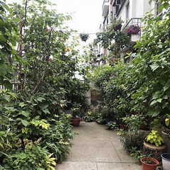 Obraz premium Strolling through a vibrant urban garden filled with lush greenery and colorful blooms on a serene afternoon. Generative AI