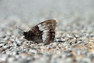 Borboleta 