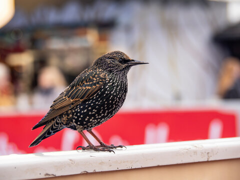 Invasion of common starlings in Berlin (Germany)