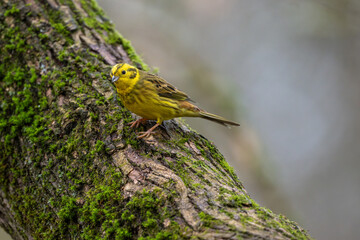 Die Goldammer sitzt auf einem alten Baumstamm - Wild lebende Tiere