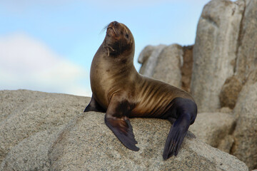 Southern Sea Lion (Otaria flavescens)