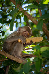 white tailed macaque sitting on a tree