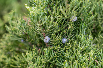 Juniperus chinensis, the Chinese juniper, Los Angeles County, California. Angeles National Forest / San Gabriel Mountains National Monument. Mount Wilson.