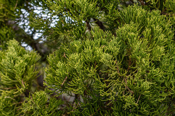 Juniperus chinensis, the Chinese juniper, Los Angeles County, California. Angeles National Forest / San Gabriel Mountains National Monument. Mount Wilson.