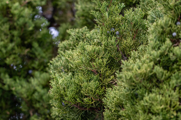 Juniperus chinensis, the Chinese juniper, Los Angeles County, California. Angeles National Forest / San Gabriel Mountains National Monument. Mount Wilson.