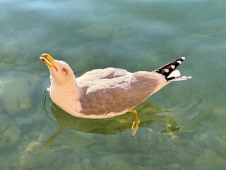 gabbiano che emette il suo richiamo nel mar ligure di Camogli