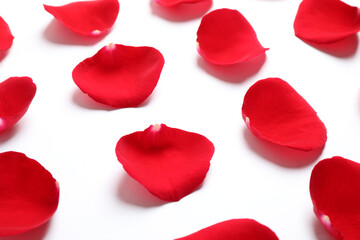 Fototapeta premium Fresh red rose petals on white background