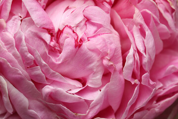Closeup view of beautiful blooming peony as background. Floral decor
