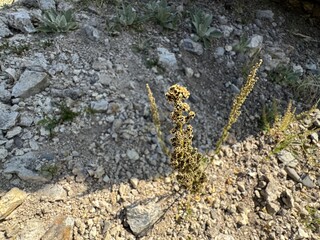 Close-up of Dysphania botrys flowers and their ripening black seeds. Dysphania botrys, the Jerusalem oak goosefoot, sticky goosefoot or hairy geranium, is a flowering plant in the genus Dysphania.
