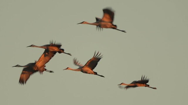 a group of flying sandhills crane