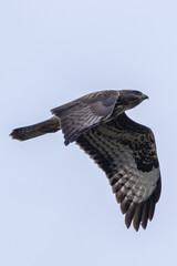 Common Buzzard (Buteo buteo), spotted over Baldoyle Racecourse, Dublin; common in Europe