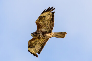 Common Buzzard (Buteo buteo), spotted over Baldoyle Racecourse, Dublin; common in Europe