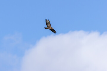 Common Buzzard (Buteo buteo), spotted over Baldoyle Racecourse, Dublin; common in Europe