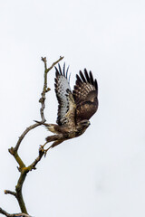 Common Buzzard (Buteo buteo), spotted over Baldoyle Racecourse, Dublin; common in Europe