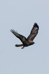 Common Buzzard (Buteo buteo), spotted over Baldoyle Racecourse, Dublin; common in Europe