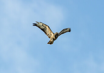 Common Buzzard (Buteo buteo), spotted over Baldoyle Racecourse, Dublin; common in Europe
