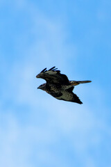 Common Buzzard (Buteo buteo), spotted over Baldoyle Racecourse, Dublin; common in Europe
